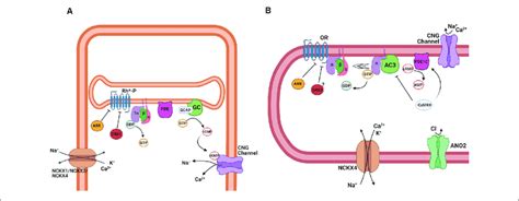 Termination Of Transduction Cascade In Rod Photoreceptors And Osns Download Scientific