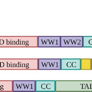 Schematic Representation Of Yap Taz Proteins There Are Two Major