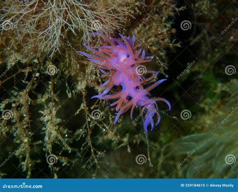 Purple Sea Slug or Purple Nudibranch (Flabellina Affinis) Close-up Undersea, Aegean Sea Stock ...