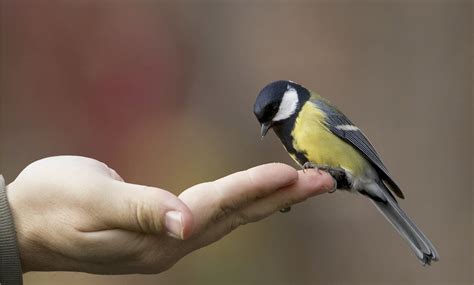 10 Essential Tips For Taking Care Of Your Birds A Beginners Guide