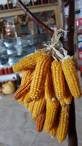 Dry Corn Husks Drying Corn Husks On House Wall Stock Photo - Download ...