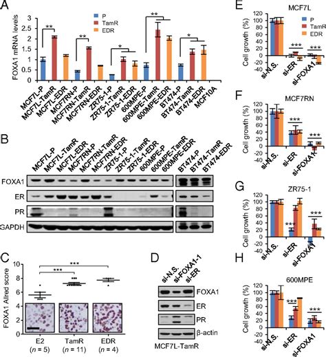 Foxa1 Overexpression Mediates Endocrine Resistance By Altering The Er