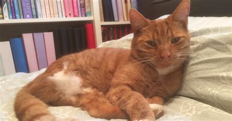 Pdsa Pet Survivor 2016 Finalist Arthur Pdsa