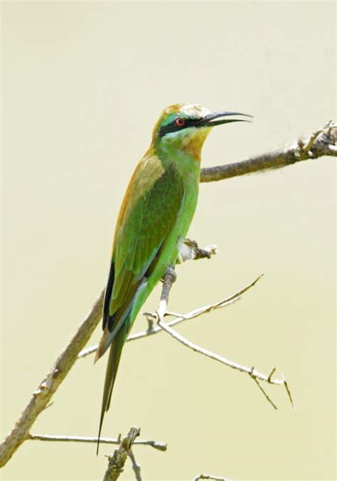 Todays Mystery Bird For You To Identify Science The Guardian