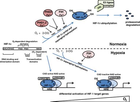 Regulation Of Hif 1 By Oxygen Dependent Prolyl And Asparaginyl