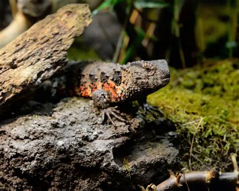 Chinese Crocodile Lizard Facts Diet Habitat And Pictures On Animaliabio
