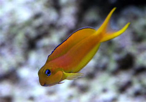 Write-Up Wednesday: Midas Blenny – Mr. Saltwater Tank