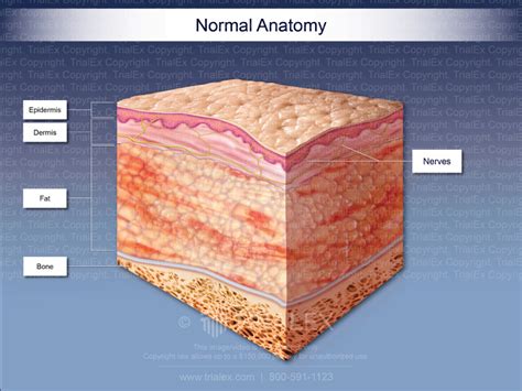 Normal Anatomy of the Layers of the Skin - TrialExhibits Inc.