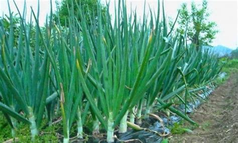 Panduan Lengkap Cara Menanam Bawang Daun Dalam Pot Bagi Pemula