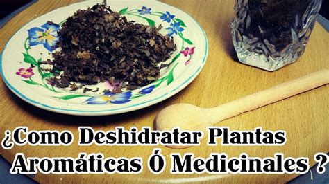 Como Secar O Deshidratar Las Plantas Correctamente YouTube