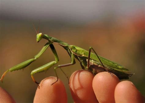 Praying Mantis Behavior - AnimalBehaviorCorner