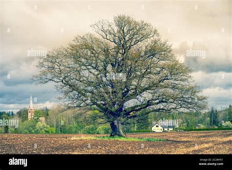 Oak tree without leaves hi-res stock photography and images - Alamy