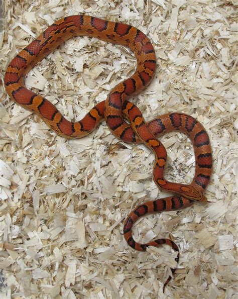 Corn Snake Starter Kit Reptifiles Corn Snake Care Guide Atelier Yuwa