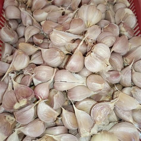 Jual Bawang Putih Kating BERSIH Bijian Grade A1 1 Kg Shopee Indonesia