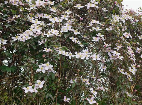 White Hawthorn Bush In Blossom Stock Photo Image Of Tree Blossom