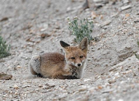 Exploring the wildlife of Ladakh