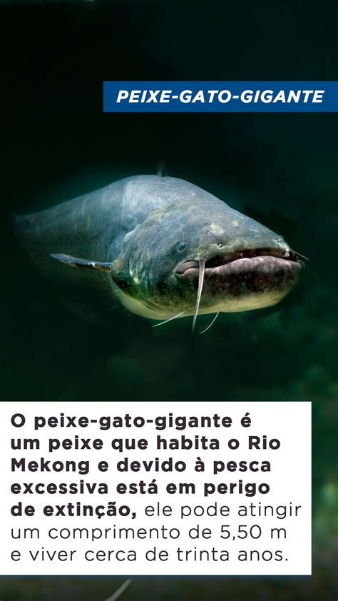 Top Maiores Peixes De Gua Doce Do Mundo Blog Do Pescador