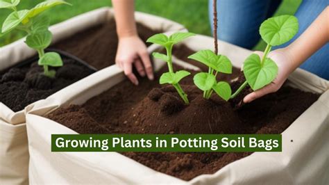 Growing Plants In Potting Soil Bags Ultimate Guide