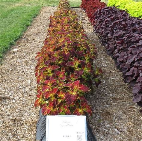 Coleus Dipt In Wine Rcop