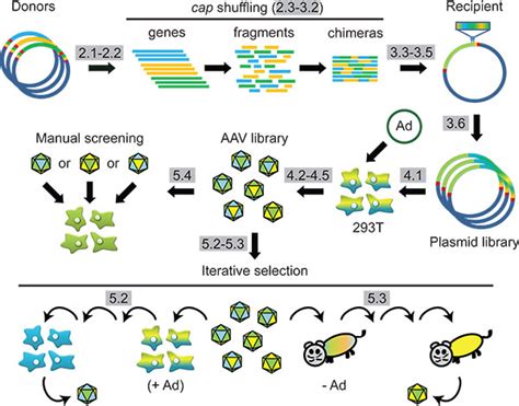 Engineering And Evolution Of Synthetic Adeno Associated Virus Aav Gene Therapy Vectors Via Dna