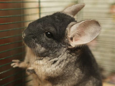 Chinchilla Sitting In A Cage Stock Image Image Of Black Furry 31689867