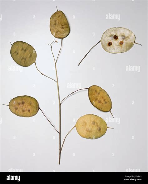 Lunaria Annua Silicas Of Honesty Brown Dried Translucent Flat Oval