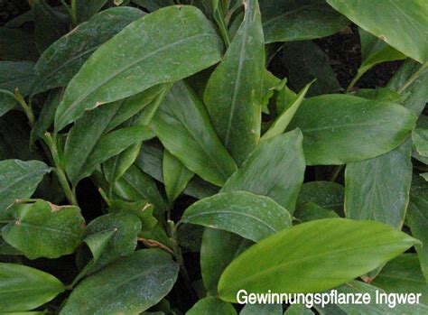 INGWER Zingiber officinale Sri Lanka naturreines ätherisches Öl