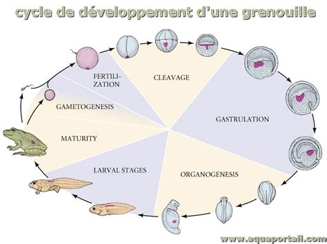 Cycle de développement définition et explications