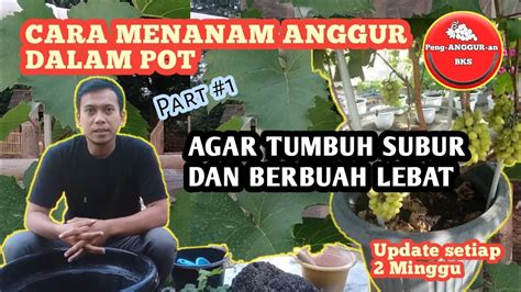 Panduan Lengkap Cara Menanam Anggur Dalam Pot Agar Cepat Berbuah