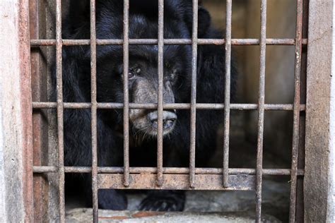 Nine Captive Bears Rescued From Bile Farms In Vietnam