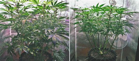 How to Defoliate Cannabis Plants - Mr. Grow It