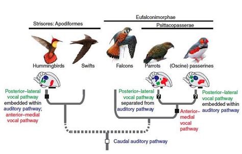 Kingdom Animalia Phylum Chordatavertebrataclass Aves A Hudson