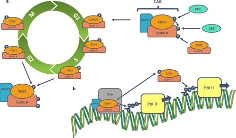 Overview Of The Regulation Of Cak And The Role Of Cdk7 In Regulating