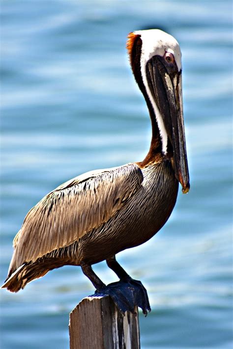 The Brown Pelican is one of only three pelican species found in the Western Hemisphere. Also, it ...