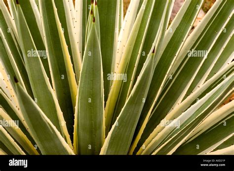 Stock photograph of a variegated Agave plant Stock Photo - Alamy