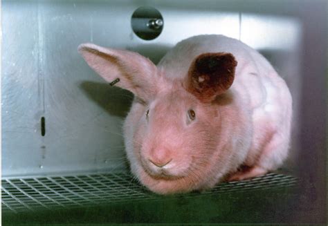 Animals Used for Experimentation Factsheets | PETA