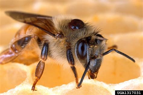 honey bee varroa mite (Varroa destructor)