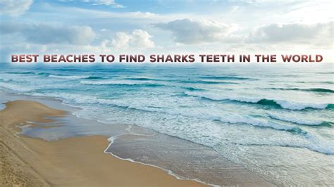 The Best Beaches To Find Sharks Teeth In the World - sharksinfo.com