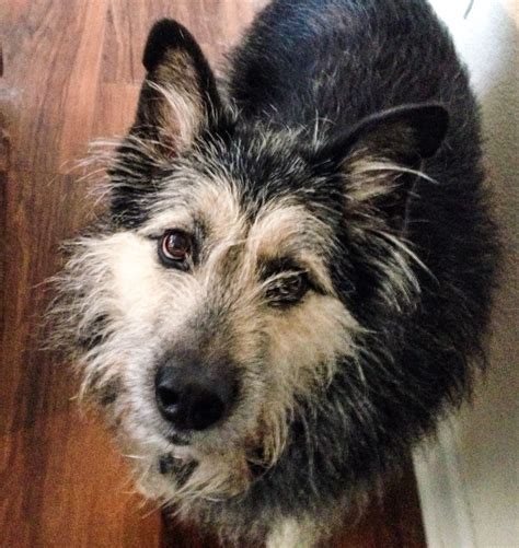 Oscar, Alaskan Malamute, Irish Wolfhound and German Shepherd mix | Rare ...