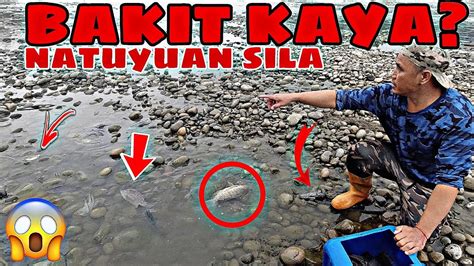 Pinupulot Nalang Ang Tilapia Sa Taiwan Pagakatapus Nang Malakas Na Ulan