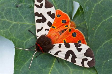 garden tiger  simple life  luxury