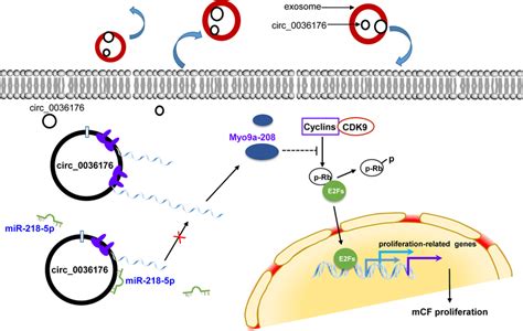 Schematic Diagram Of MiR 218 5p Attenuating The Inhibitory Effect Of