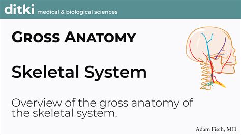 Gross Anatomy The Skeletal System Ditki Medical And Biological Sciences