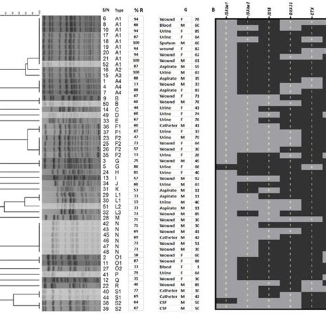 Dendrogram Of Pulsed Field Gel Electrophoresis Of Clinical Isolates