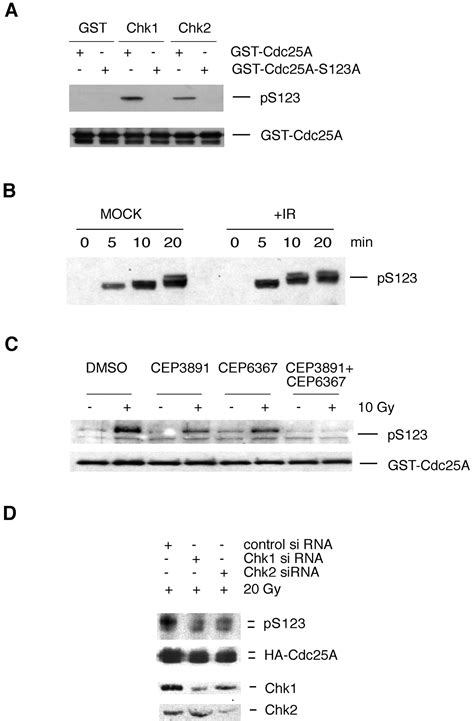 Chk Regulates The S Phase Checkpoint By Coupling The Physiological