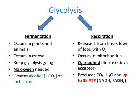 Ap Bio Exam Review Cell Energy Respiration And Photosynthesis Ppt Download