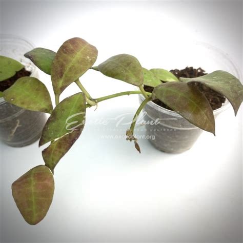 hoya walliniana - exoticplantshop.org