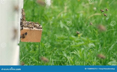 Abejas El Pulular Formaci N Abejas De Nuevas De Una Familia De La