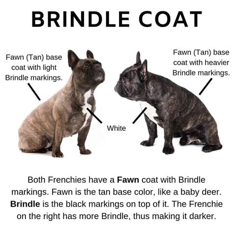 88+ Fawn Brindle Pied French Bulldog - l2sanpiero