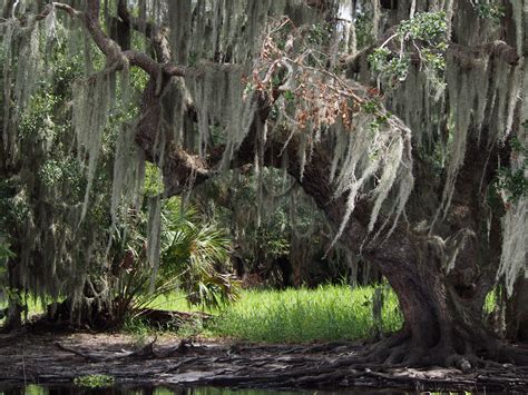 Free Images Tree Swamp Wilderness Branch Flower Trunk Wildlife